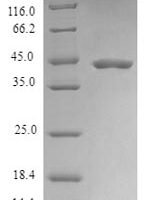 Human Mitochondrial cardiolipin hydrolase (PLD6) Recombinant Protein, N-His-SUMO - BioCrest Sci