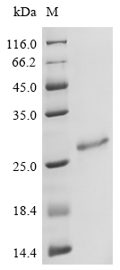 Coxiella burnetii Alkyl hydroperoxide reductase C (CBU_1706) Recombinant Protein, Coxiella burnetii (strain RSA 493 / Nine Mile phase I), E.coli, N-terminal 6xHis-tagged, 25.9 kDa, purity >≥ 90% as determined by SDS-PAGE.