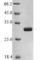 Mouse Enoyl-CoA hydratase, mitochondrial (Echs1) Recombinant Protein - BioCrest Sci