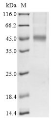 Human Fibroblast growth factor receptor 1 (FGFR1), partial Recombinant Protein, N-His, Homo sapiens (Human), Yeast, N-terminal 6xHis-tagged, 41.4 kDa, purity >≥ 85% as determined by SDS-PAGE.