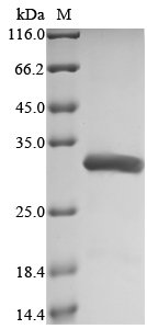 Human Transcription factor p65 (RELA), partial Recombinant Protein, N-His, Homo sapiens (Human), E.coli, N-terminal 6xHis-tagged, 27.7 kDa, purity >≥ 90% as determined by SDS-PAGE.