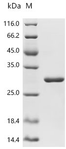 Mouse Apoptosis-associated speck-like protein containing a CARD (Pycard) Recombinant Protein, C-His, Mus musculus (Mouse), E.coli, C-terminal 6xHis-tagged, 28.4 kDa, purity >≥ 95% as determined by SDS-PAGE.