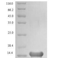 Human Late cornified envelope protein 3A (LCE3A) Recombinant Protein, N-His - BioCrest Sci