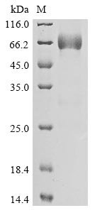 Human Protein mono-ADP-ribosyltransferase PARP14 (PARP14), partial Recombinant Protein, C-hFc1, Homo sapiens (Human), Mammalian cell, C-terminal hFc1-tagged, 51.5 kDa, purity >≥ 85% as determined by SDS-PAGE.
