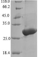 Tenebrio molitor Larval cuticle protein A1A Recombinant Protein - BioCrest Sci