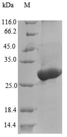 Tenebrio molitor Larval cuticle protein A1A Recombinant Protein, Tenebrio molitor (Yellow mealworm beetle), E.coli, N-terminal 10xHis-B2M-JD-tagged and C-terminal Myc-tagged, 24.7 kDa, purity >≥ 90% as determined by SDS-PAGE.