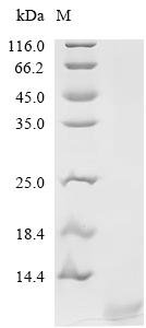 Mouse Secreted Ly-6/uPAR domain-containing protein 2 (Slurp2) Recombinant Protein, Yeast, C-terminal 10xHis-tagged, 10.0 kDa, purity >≥ 90% as determined by SDS-PAGE.
