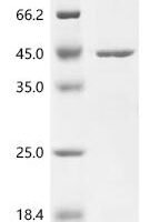Bacillus subtilis Penicillin-binding protein 3 (pbpC), partial Recombinant Protein - BioCrest Sci
