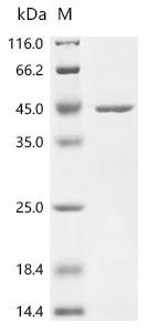 Bacillus subtilis Penicillin-binding protein 3 (pbpC), partial Recombinant Protein, Bacillus subtilis (strain 168), E.coli, N-terminal 6xHis-tagged, 41.8 kDa, purity >≥ 85% as determined by SDS-PAGE.
