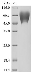 Human Trophoblast glycoprotein (TPBG), partial Recombinant Protein, Homo sapiens (Human), Mammalian cell, C-terminal 6xHis-tagged, 37.5 kDa, purity >≥ 90% as determined by SDS-PAGE.