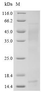 Rat Beta-nerve growth factor (Ngf) Recombinant Protein, C-10His, Rattus norvegicus (Rat), Mammalian cell, C-terminal 10xHis-tagged, 26.4 kDa, purity >≥ 90% as determined by SDS-PAGE.