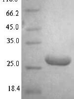 Escherichia coli O157:H7 DNA-binding protein HU-alpha (hupA) Recombinant Protein - BioCrest Sci
