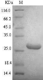 Escherichia coli O157:H7 DNA-binding protein HU-alpha (hupA) Recombinant Protein, Escherichia coli O157:H7, E.coli, N-terminal 6xHis-SUMO-tagged, 25.5 kDa, purity >≥ 90% as determined by SDS-PAGE.