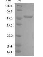 Arabidopsis thaliana Cyclin-B2-2 (CYCB2-2) Recombinant Protein - BioCrest Sci