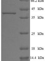Human Pleckstrin homology domain-containing family B member 2 (PLEKHB2) Recombinant Protein - BioCrest Sci