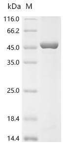 Human Formin-2 (FMN2), partial Recombinant Protein, N-10His/C-Myc, Homo sapiens (Human), E.coli, N-terminal 10xHis-tagged and C-terminal Myc-tagged, 50.0 kDa, purity >≥ 85% as determined by SDS-PAGE.