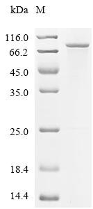 Drosophila melanogaster Protein bicaudal C (BicC), partial Recombinant Protein, Drosophila melanogaster (Fruit fly), E.coli, N-terminal 6xHis-SUMO-tagged, 75.0 kDa, purity >≥ 85% as determined by SDS-PAGE.