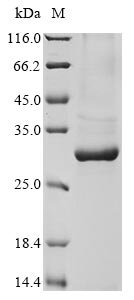 Rattus norvegicus COMM domain-containing protein 5 (Commd5) Recombinant Protein, Rattus norvegicus (Rat), Baculovirus, N-terminal 10xHis-tagged and C-terminal Myc-tagged, 28.2 kDa, purity >≥ 85% as determined by SDS-PAGE.