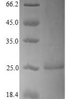 Human 7,8-dihydro-8-oxoguanine triphosphatase (NUDT1) Recombinant Protein, N-His - BioCrest Sci