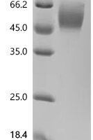 Human Nectin-1(NECTIN1), partial, Biotinylated Recombinant Protein - BioCrest Sci