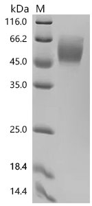 Human Nectin-1(NECTIN1), partial, Biotinylated Recombinant Protein, Homo sapiens (Human), Mammalian cell, C-terminal 10xHis-Avi-tagged, 38.5 kDa, purity >≥ 95% as determined by SDS-PAGE.≥ 95% as determined by SEC-HPLC.