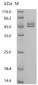 Chicken Ovalbumin (SERPINB14) Recombinant Protein, C-His, aa 2–386, Yeast, Gallus gallus (Chicken), Yeast, C-terminal 6xHis-tagged, 44.2 kDa, purity >≥ 95% as determined by SDS-PAGE.≥ 95% as determined by SEC-HPLC.