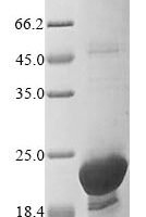 Human Prostaglandin E synthase 3 (PTGES3) Recombinant Protein, N-His - BioCrest Sci