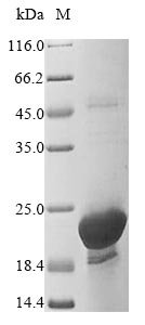 Human Prostaglandin E synthase 3 (PTGES3) Recombinant Protein, N-His, Homo sapiens (Human), Yeast, N-terminal 6xHis-tagged, 20.7 kDa, purity >≥ 85% as determined by SDS-PAGE.