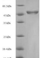 Chlamydia pecorum Major outer membrane porin (ompA) Recombinant Protein - BioCrest Sci