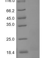 Mouse Small proline-rich protein 2B (Sprr2b) Recombinant Protein, N-10His/C-Myc, aa 1–98, Baculovirus - BioCrest Sci