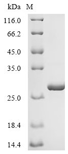 Human Neutrophil elastase (ELANE) Recombinant Protein, C-His, Homo sapiens (Human), E.coli, C-terminal 6xHis-tagged, 26.5 kDa, purity >≥ 95% as determined by SDS-PAGE.