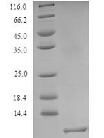 Ophiostoma ulmi CeRato-ulmin (CU) Recombinant Protein - BioCrest Sci