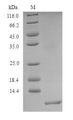 Ophiostoma ulmi CeRato-ulmin (CU) Recombinant Protein, Ophiostoma ulmi (Dutch elm disease fungus), Yeast, N-terminal 6xHis-tagged, 9.6 kDa, purity >≥ 90% as determined by SDS-PAGE.