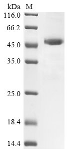 Rat Mannose-binding protein C (Mbl2) Recombinant Protein, Rattus norvegicus (Rat), E.coli, N-terminal GST-tagged, 51.5 kDa, purity >≥ 85% as determined by SDS-PAGE.