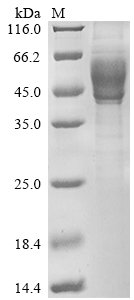 Human Interleukin-13 (IL13), partial Recombinant Protein, Homo sapiens (Human), Mammalian cell, C-terminal hFc1-Myc-tagged, 42.0 kDa, purity >≥ 85% as determined by SDS-PAGE.