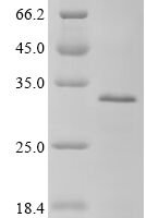 Human Polyadenylate-binding protein-interacting protein 2 (PAIP2) Recombinant Protein - BioCrest Sci