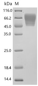 Mouse Trophoblast glycoprotein (Tpbg), partial Recombinant Protein, Mus musculus (Mouse), Mammalian cell, C-terminal 10xHis-tagged, 37.1 kDa, purity >≥ 95% as determined by SDS-PAGE.