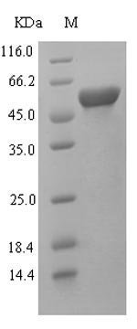 Rat Kynurenine 3-monooxygenase (Kmo), partial Recombinant Protein, Rattus norvegicus (Rat), E.coli, N-terminal 6xHis-SUMO-tagged, 59.5 kDa, purity >≥ 90% as determined by SDS-PAGE.