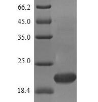 Mouse Transcription factor MafK (Mafk) Recombinant Protein, N-10His/C-Myc, aa 1–156, E.coli - BioCrest Sci