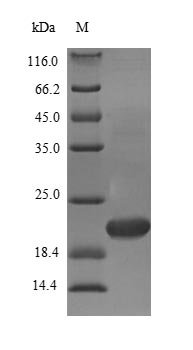 Mouse Transcription factor MafK (Mafk) Recombinant Protein, N-10His/C-Myc, aa 1–156, E.coli, Mus musculus (Mouse), E.coli, N-terminal 10xHis-tagged and C-terminal Myc-tagged, 22.5 kDa, purity >≥ 90% as determined by SDS-PAGE.