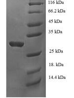 Human p53 and DNA damage-regulated protein 1 (PDRG1) Recombinant Protein - BioCrest Sci