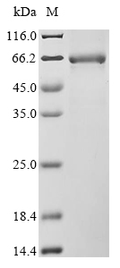 Human Fibrinogen-like protein 1 (FGL1) Recombinant Protein, Homo sapiens (Human), Mammalian cell, C-terminal hFc1-Myc-tagged, 64.1 kDa, purity >95% as determined by SDS-PAGE