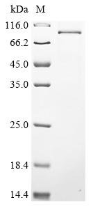 Human DNA polymerase theta (POLQ), partial Recombinant Protein, C-His, Homo sapiens (Human), Baculovirus, C-terminal 6xHis-tagged, 92.3 kDa, purity >≥ 85% as determined by SDS-PAGE.