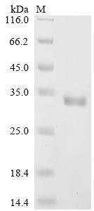 Staphylococcus aureus Alpha-hemolysin (hly) Recombinant Protein, Tag-Free, Staphylococcus aureus, E.coli, Tag-Free, 33.4 kDa, purity >≥ 90% as determined by SDS-PAGE.