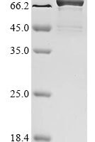 Mouse Heat shock cognate 71 kDa protein (Hspa8) Recombinant Protein - BioCrest Sci