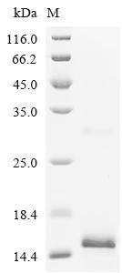 Human Bone morphogenetic protein 2 (BMP2) Recombinant Protein, N-10His-CBD, E.coli, N-terminal 10xHis-CBD-tagged, 15.6 kDa, purity >≥ 90% as determined by SDS-PAGE.