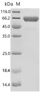 Mouse Desmoplakin (Dsp), partial Recombinant Protein, C-hFc1, Mammalian cell, C-terminal hFc1-tagged, 53.2 kDa, purity >≥ 95% as determined by SDS-PAGE.