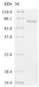 Human Dedicator of cytokinesis protein 5 (DOCK5), partial Recombinant Protein, Homo sapiens (Human), E.coli, C-terminal 6xHis-tagged, 58.1 kDa, purity >≥ 90% as determined by SDS-PAGE.