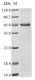 Bovine 7-dehydrocholesterol reductase (DHCR7) Recombinant Protein, Bos taurus (Bovine), in vitro E.coli expression system, N-terminal 10xHis-tagged, 55.8 kDa, purity >≥ 85% as determined by SDS-PAGE.