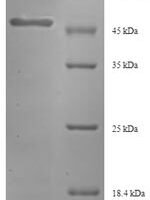 Triticum aestivum Glutenin, low molecular weight subunit 1D1 Recombinant Protein - BioCrest Sci